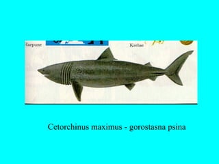 Cetorchinus maximus - gorostasna psina
 