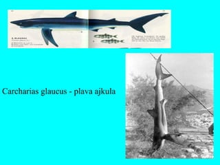Carcharias glaucus - plava ajkula
 