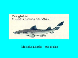 Mustelus asterias – pas glušac
 