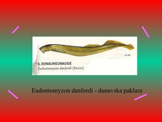 Eudontomyzon danfordi - dunavska paklara
 