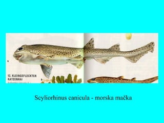 Scyliorhinus canicula - morska mačka
 