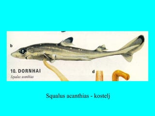 Squalus acanthias - kostelj
 
