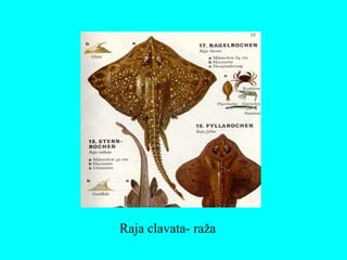 Raja clavata- raža
 