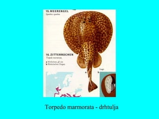 Torpedo marmorata - drhtulja
 