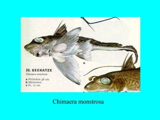 Chimaera monstrosa
 