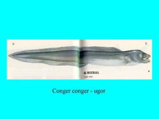 Conger conger - ugor
 