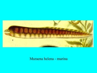 Muraena helena - murina
 