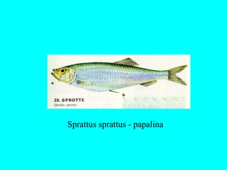 Sprattus sprattus - papalina
 