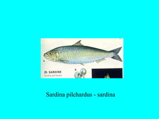 Sardina pilchardus - sardina
 