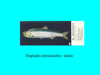 Engraulis encrasicolus - inćun
 