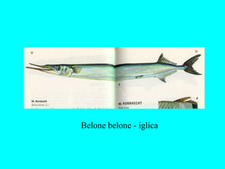 Belone belone - iglica
 