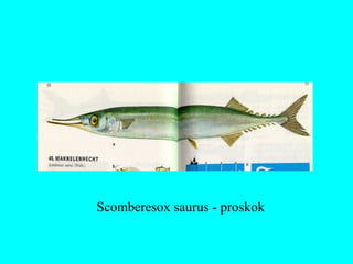 Scomberesox saurus - proskok
 