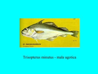 Trisopterus minutus - mala ugotica
 