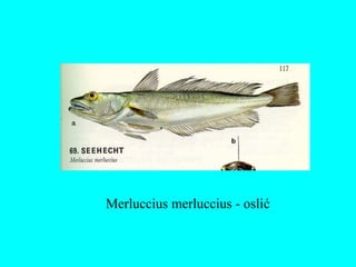 Merluccius merluccius - oslić
 