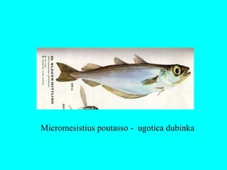 Micromesistius poutasso - ugotica dubinka
 
