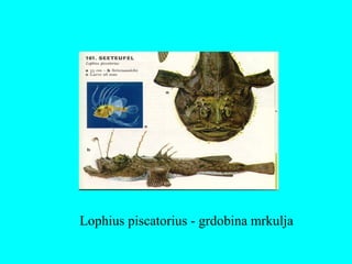 Lophius piscatorius - grdobina mrkulja
 