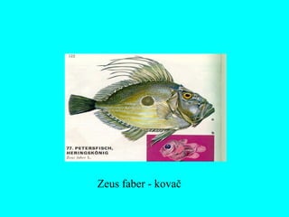 Zeus faber - kovač
 