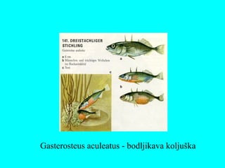 Gasterosteus aculeatus - bodljikava koljuška
 
