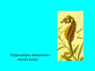 Hippocampus antiquorum -
morski konjić
 