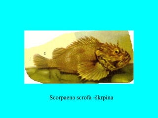Scorpaena scrofa -škrpina
 