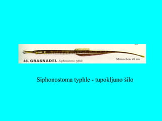 Siphonostoma typhle - tupokljuno šilo
 
