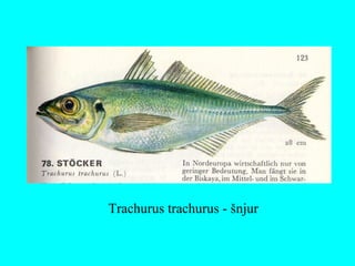 Trachurus trachurus - šnjur
 