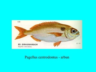 Pagellus centrodontus - arbun
 