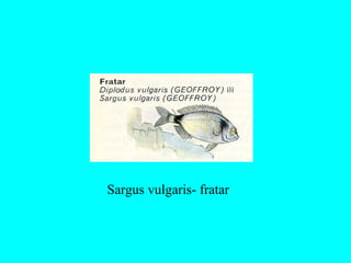 Sargus vulgaris- fratar
 
