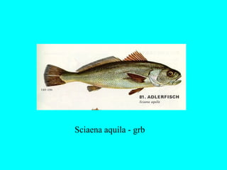Sciaena aquila - grb
 