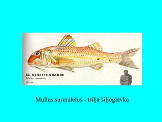 Mullus surmuletus - trilja šiljoglavka
 