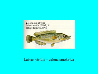 Labrus viridis – zelena smokvica
 