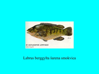 Labrus berggylta šarena smokvica
 