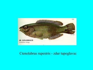 Ctenolabrus rupestris - zdur tupoglavac
 