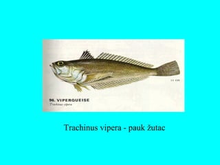 Trachinus vipera - pauk žutac
 