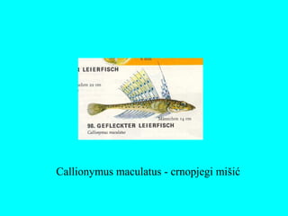 Callionymus maculatus - crnopjegi mišić
 