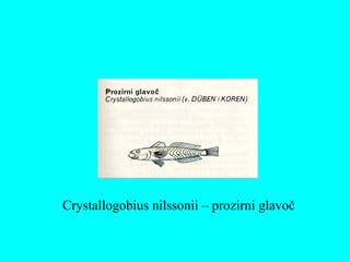 Crystallogobius nilssonii – prozirni glavoč
 
