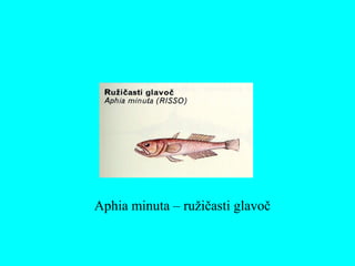 Aphia minuta – ružičasti glavoč
 