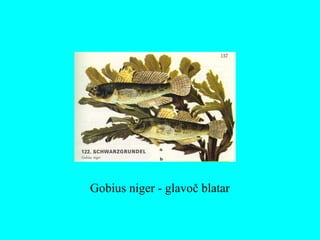 Gobius niger - glavoč blatar
 