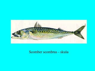 Scomber scombrus - skuša
 