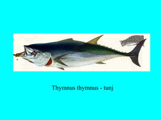 Thymnus thymnus - tunj
 