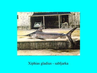 Xiphias gladius - sabljarka
 