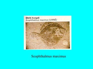 Scophthalmus maximus
 