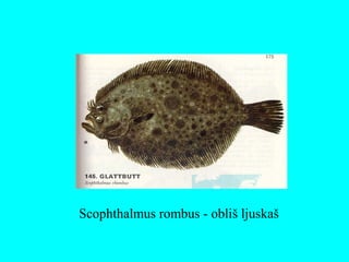 Scophthalmus rombus - obliš ljuskaš
 