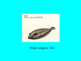Solea vulgaris - list
 