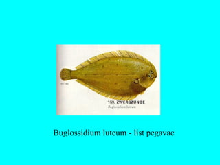 Buglossidium luteum - list pegavac
 