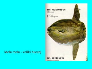 Mola mola - veliki bucanj
 