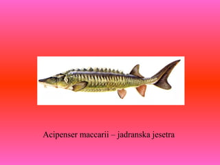 Acipenser maccarii – jadranska jesetra
 