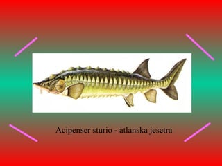 Acipenser sturio - atlanska jesetra
 