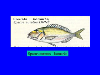 Sparus auratus - komarča
 
