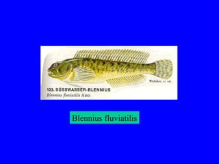 Blennius fluviatilis
 